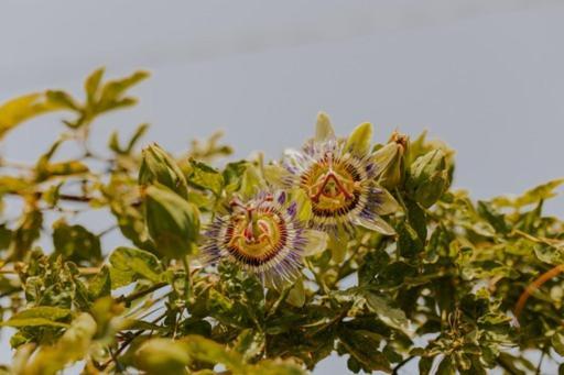 The Passion Fruit House Villa São Vicente Exteriör bild